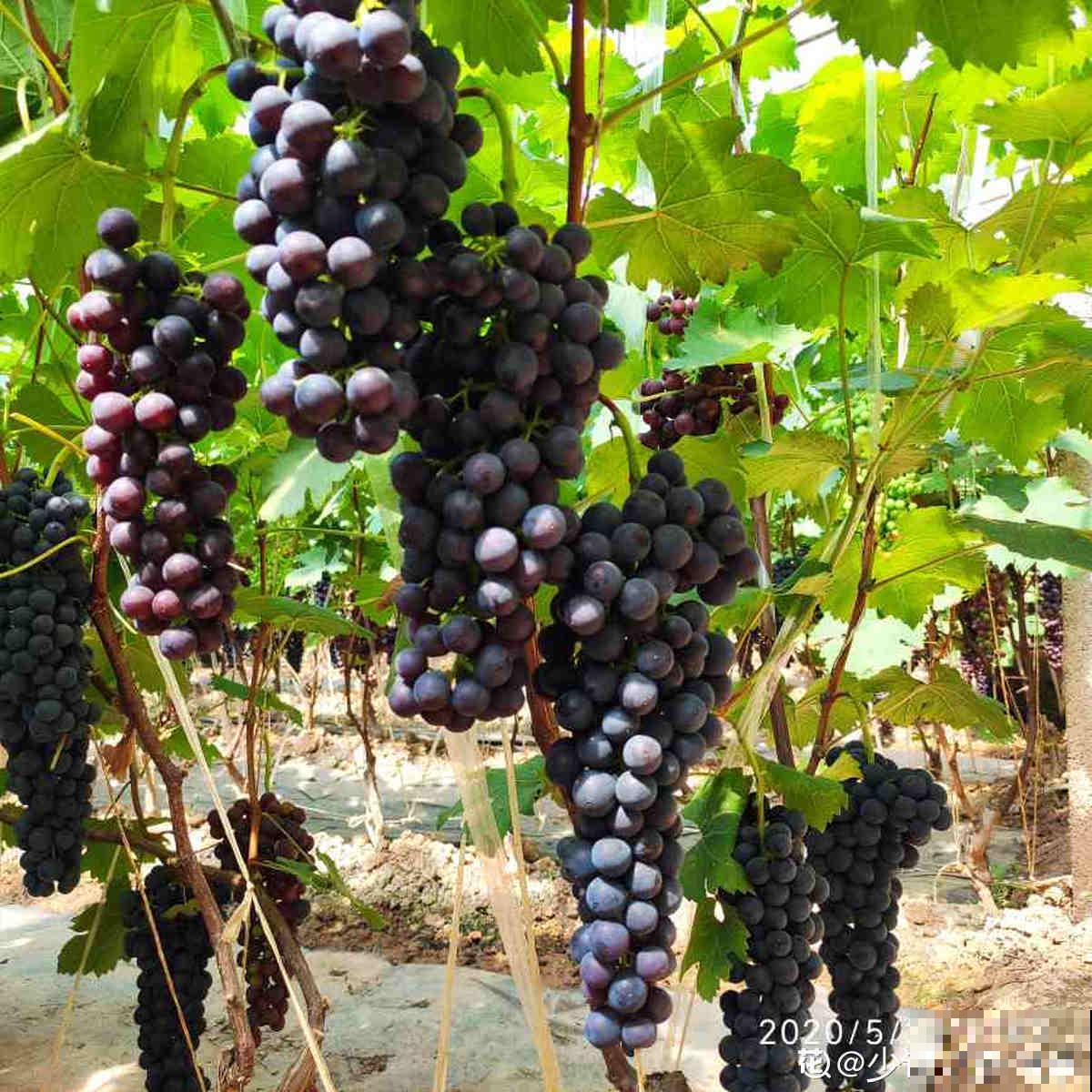 山东也是水果之乡！5种山东特色水果，你吃过几种