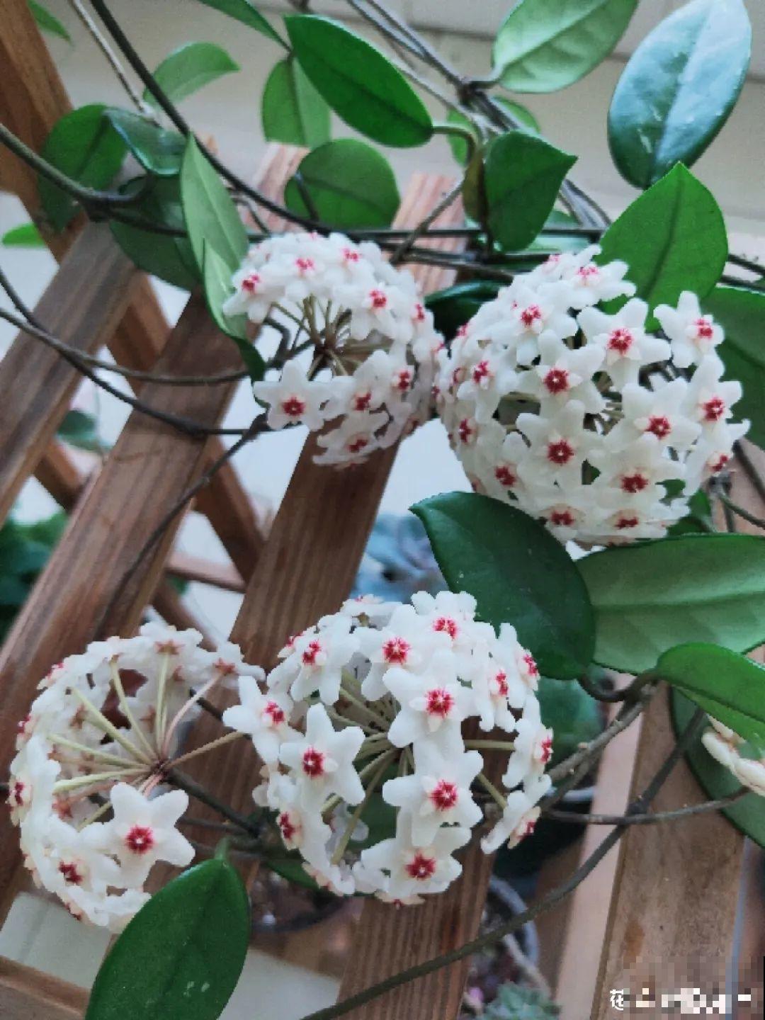 屋里养了“窗帘花”，遮阴效果好，屋里温度嗖嗖降