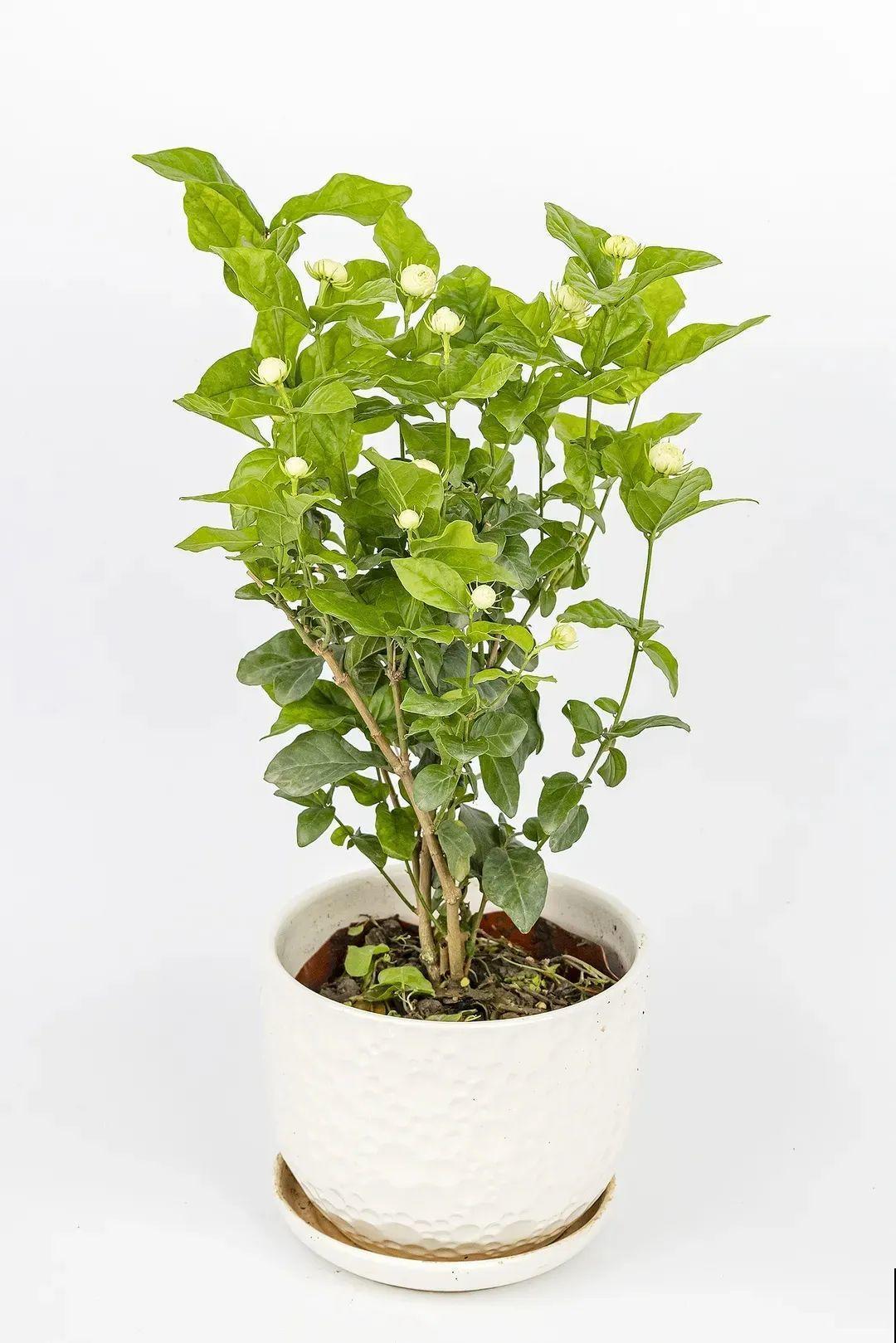 夏天养茉莉，越热越爆盆，适当修剪开花爆盆