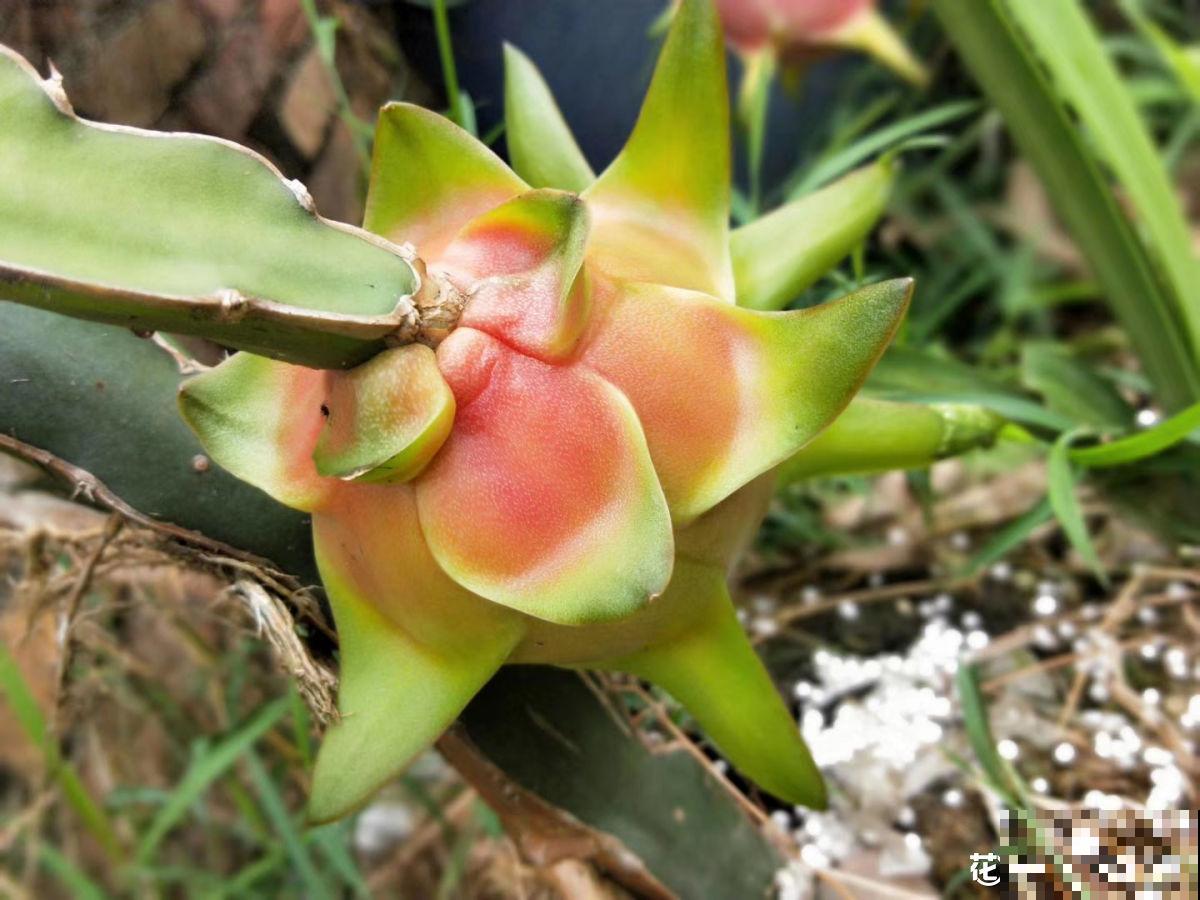 没见过火龙果树？搬来一株苗，长满火龙果