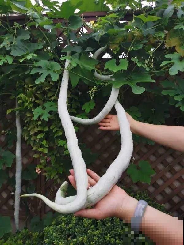 15万块钱的一个蜜瓜，到底有多好吃？