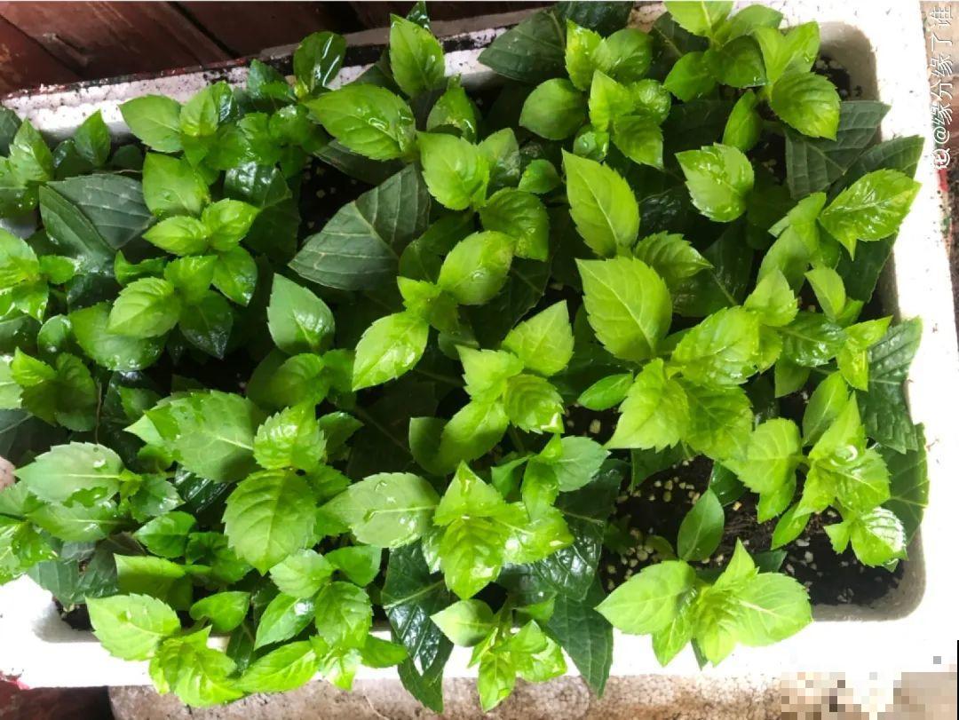 8种花，越热越扦插，大白根呼呼冒