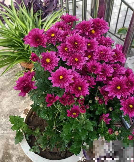 秋菊开花“黄金一片”，这个月养正合适，谁养谁赚便宜