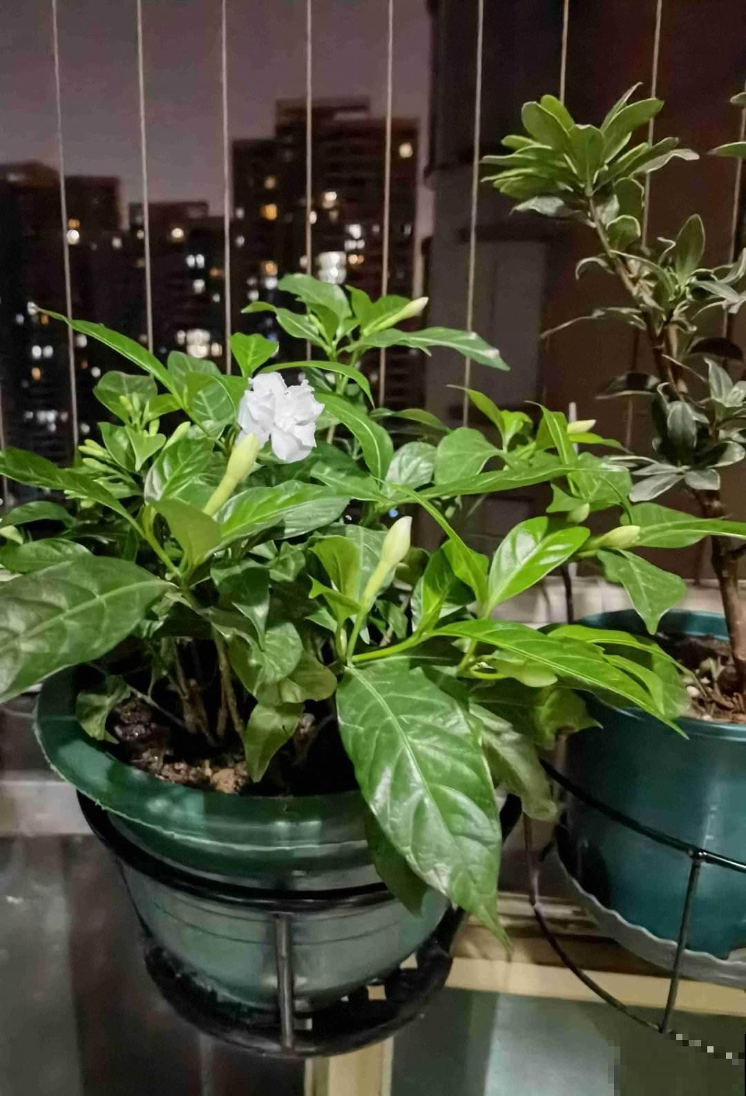 新手看过来，老手不要进！绿植浇水术语和方法，你能懂几个？