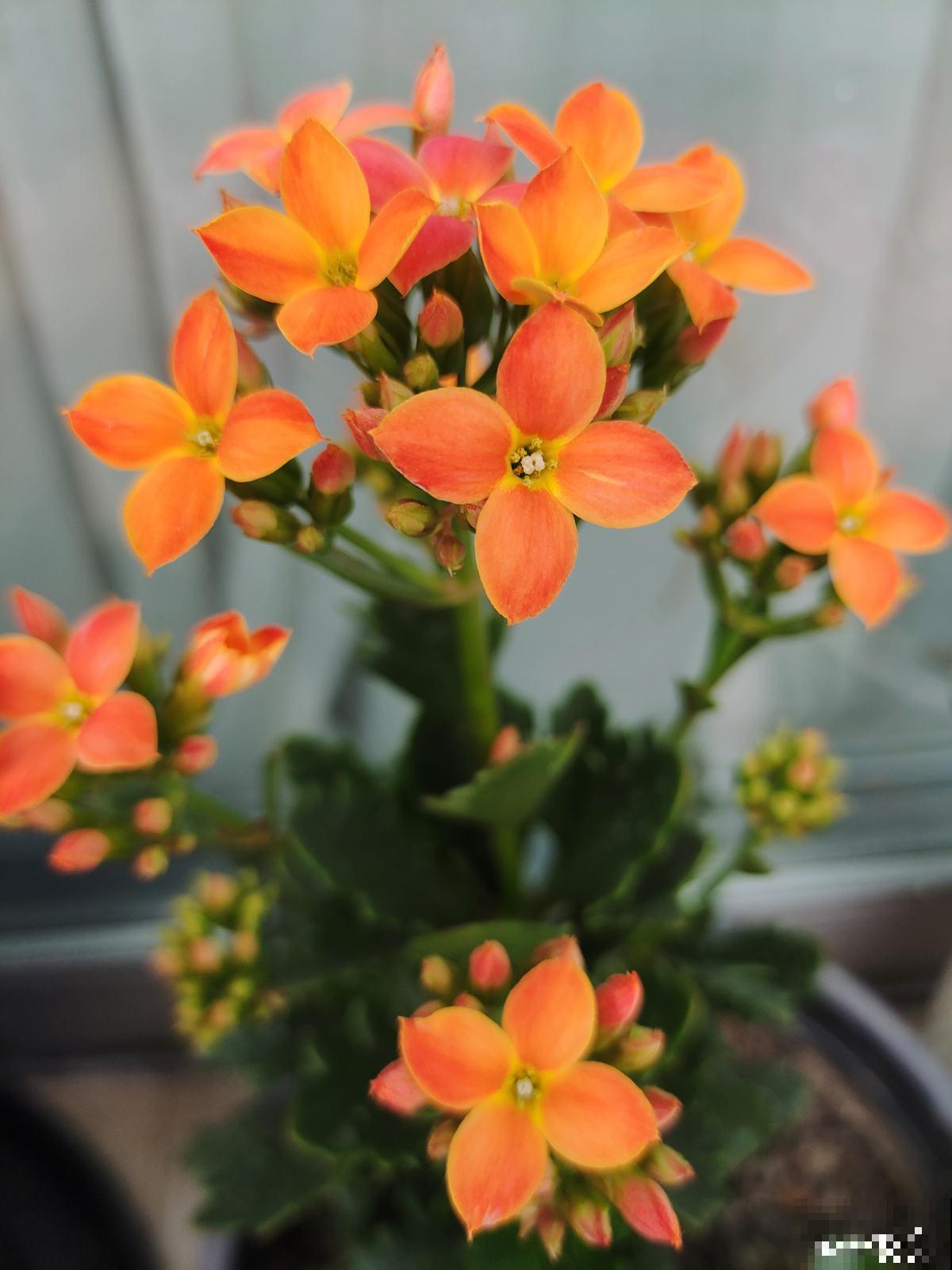 6步养好长寿花,花期超长还能健康长寿 6步养好长寿花,花期超长还能健康长寿