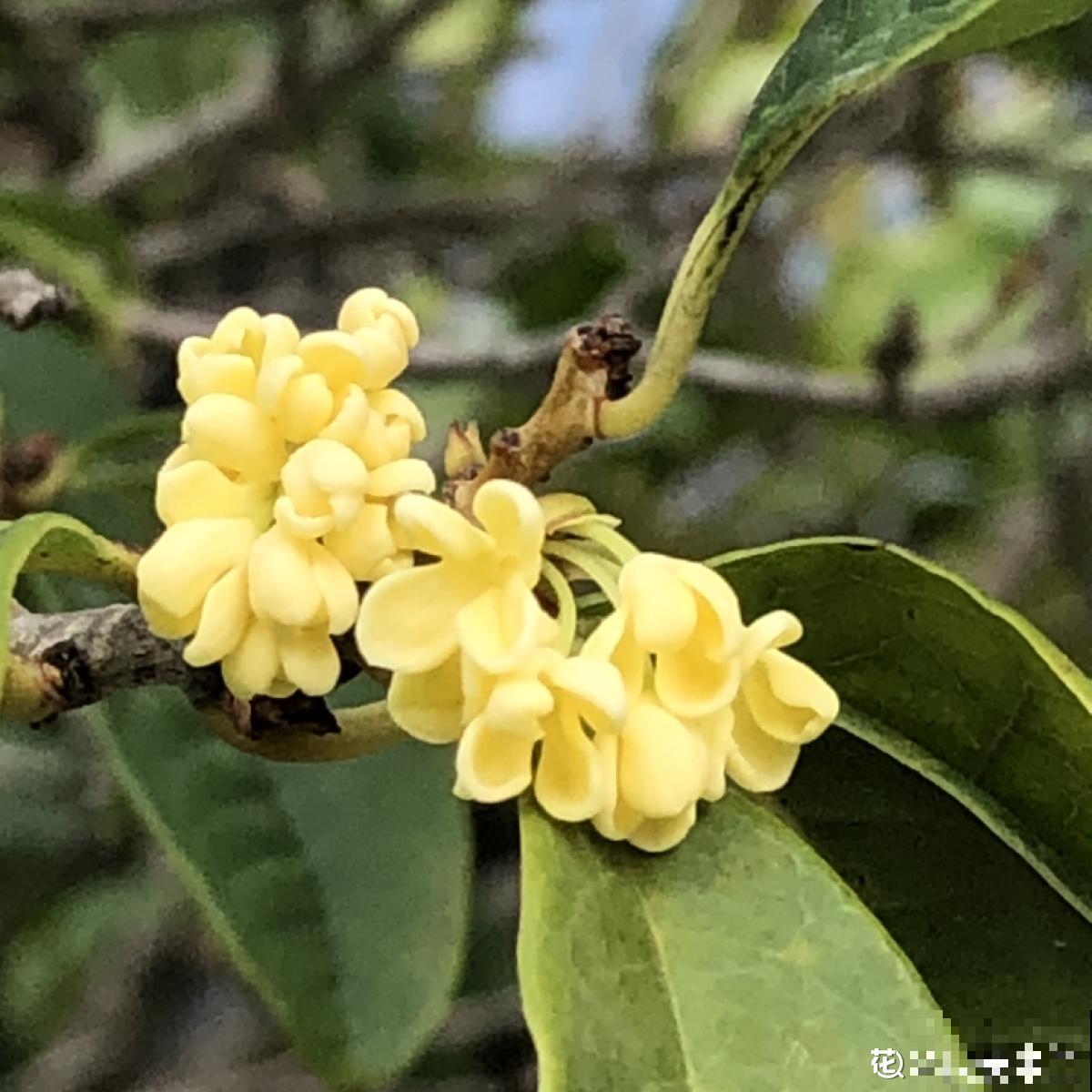 4种便宜花,年限越长越金贵,养好了能当成传家宝 4种便宜花,年限越长越金贵,养好了能当成传家宝