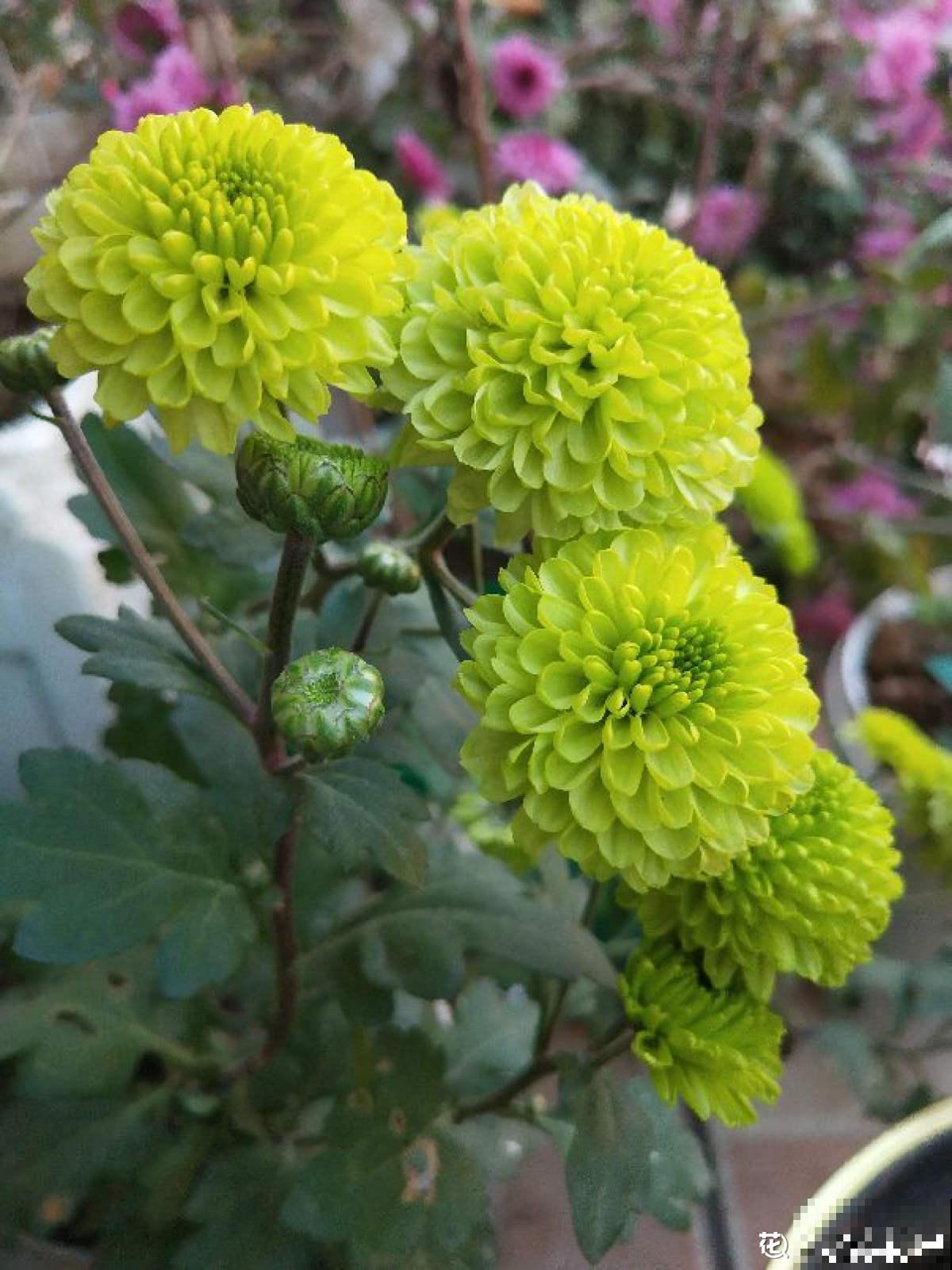 1种花开爆很容易,适合那些绿萝都能养死的人,成就感满满 1种花开爆很容易,适合那些绿萝都能养死的人,成就感满满