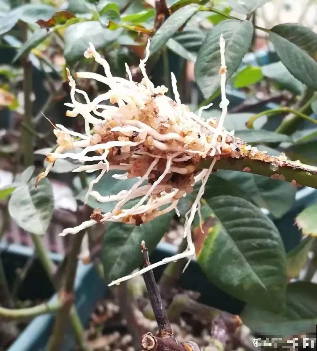 给花喂点小药片,植物开花多,越长越壮 给花喂点小药片,植物开花多,越长越壮