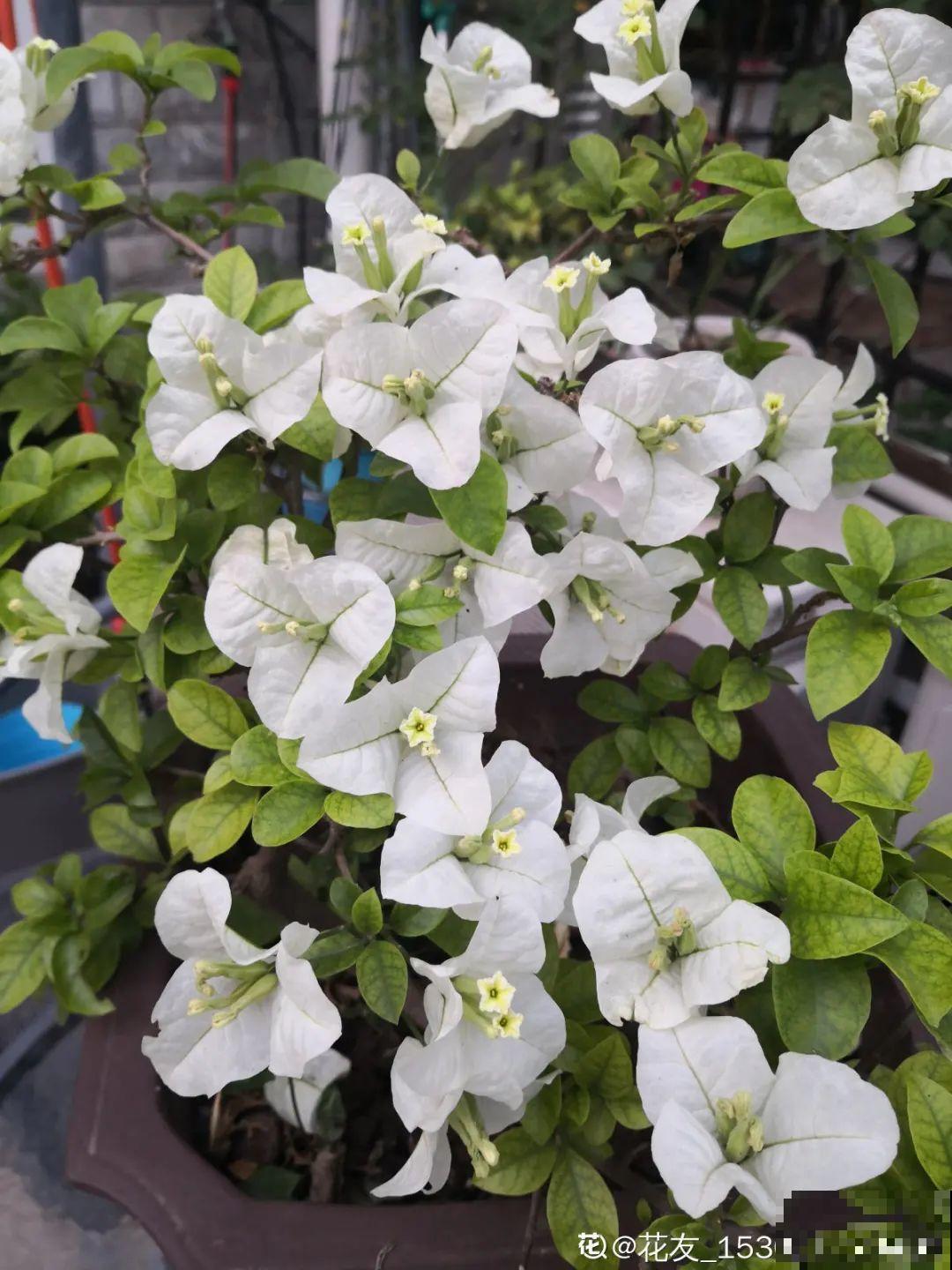 养护三角梅，注意3个养护要点，花期“超长待机”