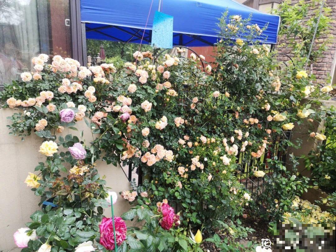 天热要修剪的花，不剪死得快，活不过夏天