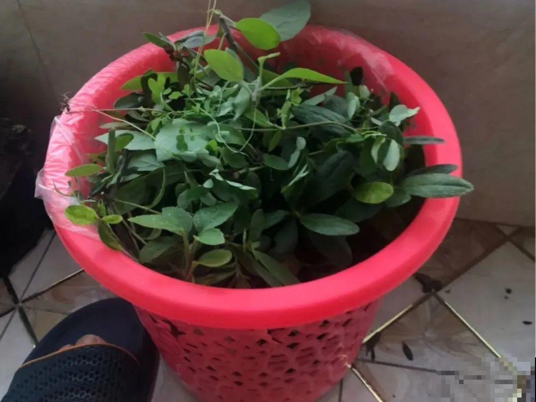 警惕秋老虎，别让你的花，度过夏天，却死在秋天