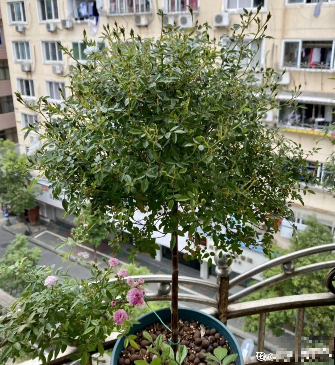 养了30年的玉树,扦插开出9色花,快来沾沾喜气 养了30年的玉树,扦插开出9色花,快来沾沾喜气