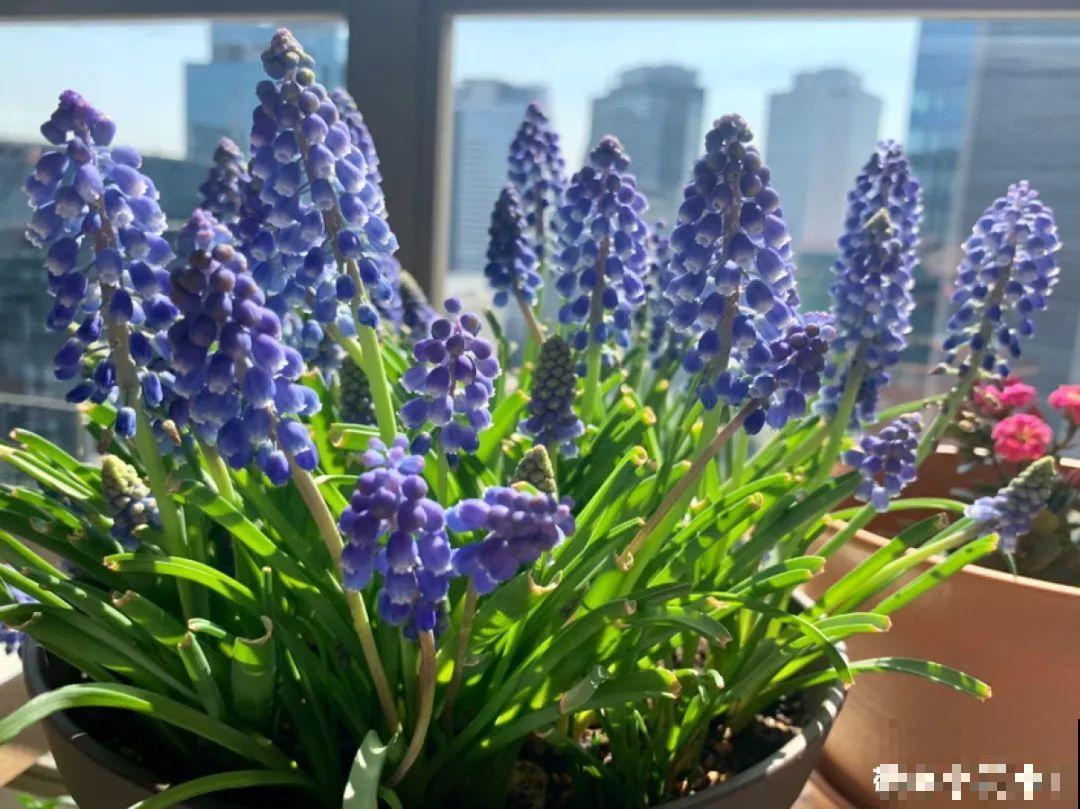 现在适合种11种花，耐寒好养活，呼呼开花爆盆