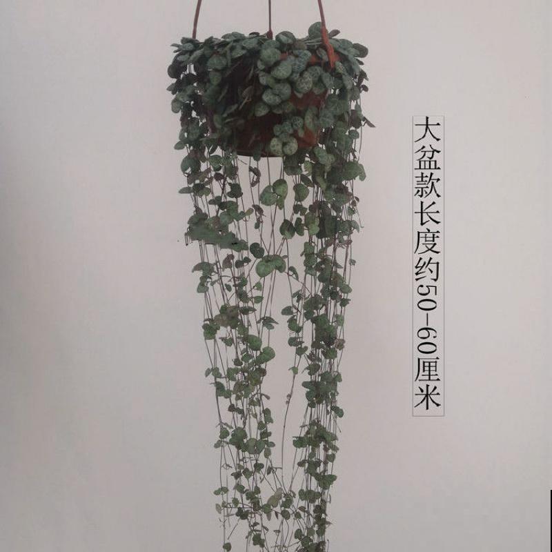 耐阴好养的“绿窗帘”，掐根枝条就能养，屋里没光也能长爆盆