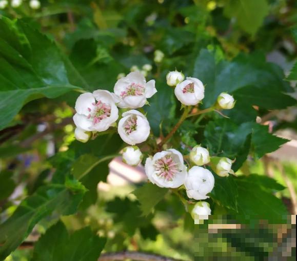 山楂都能在家养了？5个养护步骤，冰糖葫芦能管够