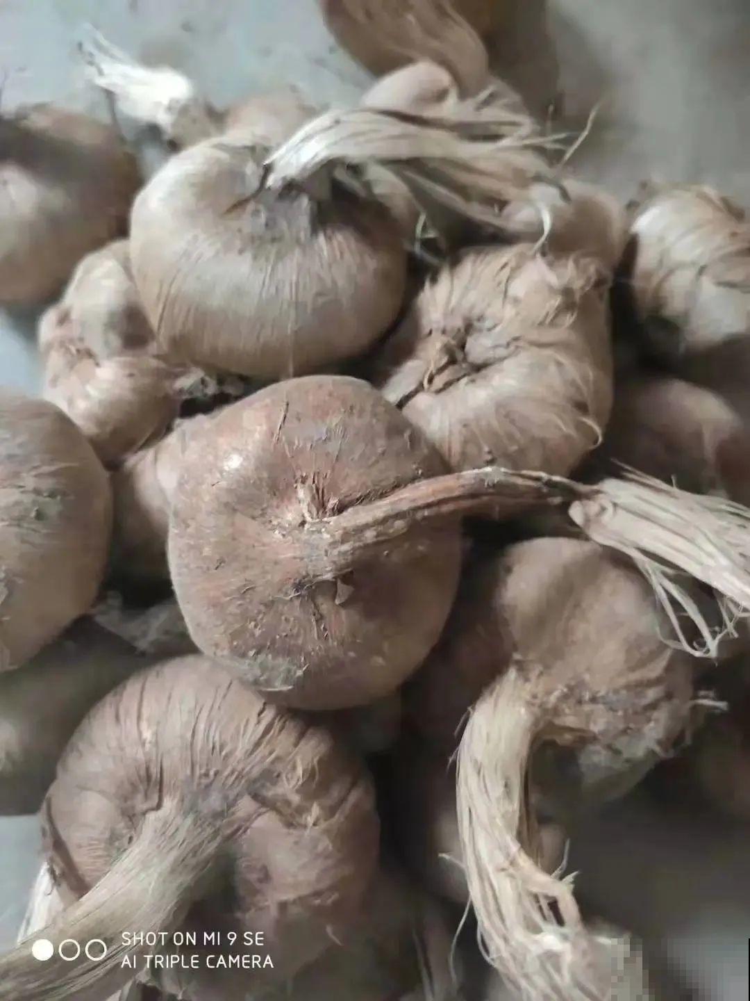 上千块一斤的花,名贵得很,自己在家也能种 上千块一斤的花,名贵得很,自己在家也能种