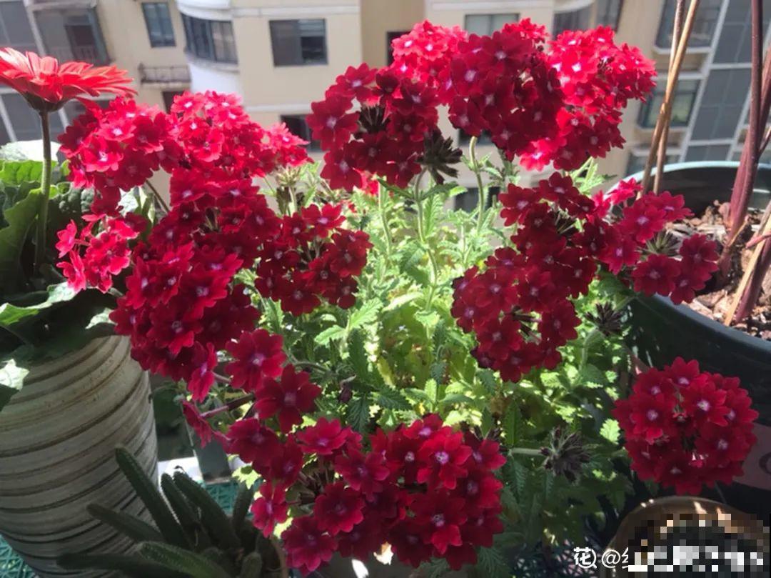 播种时间到,立秋后撒下去,冬春就开花 播种时间到,立秋后撒下去,冬春就开花