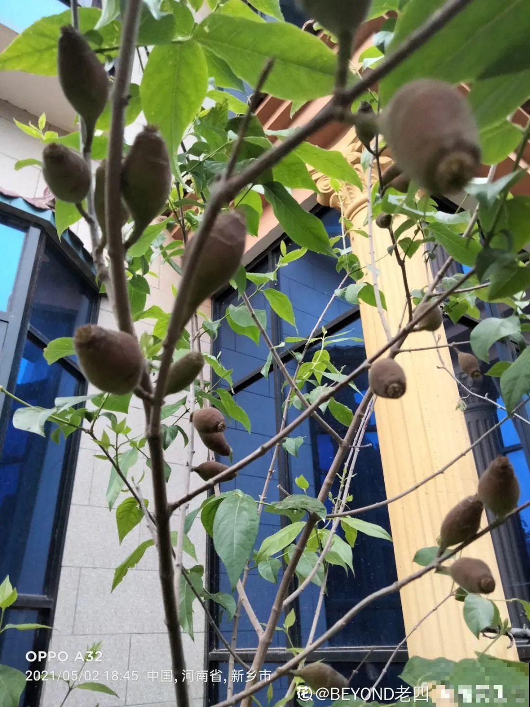 聪明人养4种花，一定记得收种子，多的能赚钱