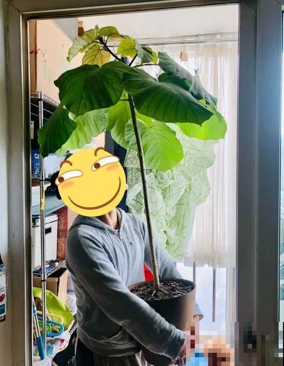 大叶子耐阴花，室内一定养，叶子比脸大，真凉快