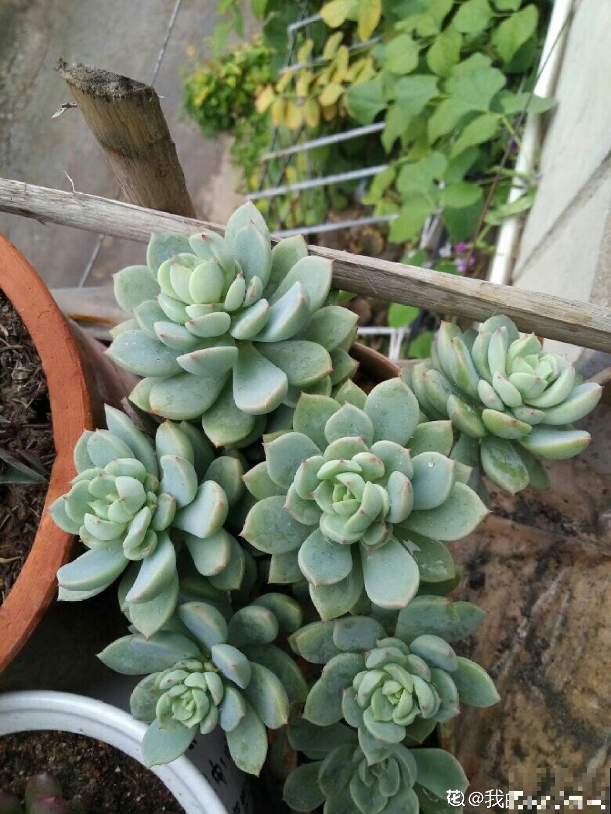 人气超高的景天科多肉，选得好也要养得好，网友：太美了！