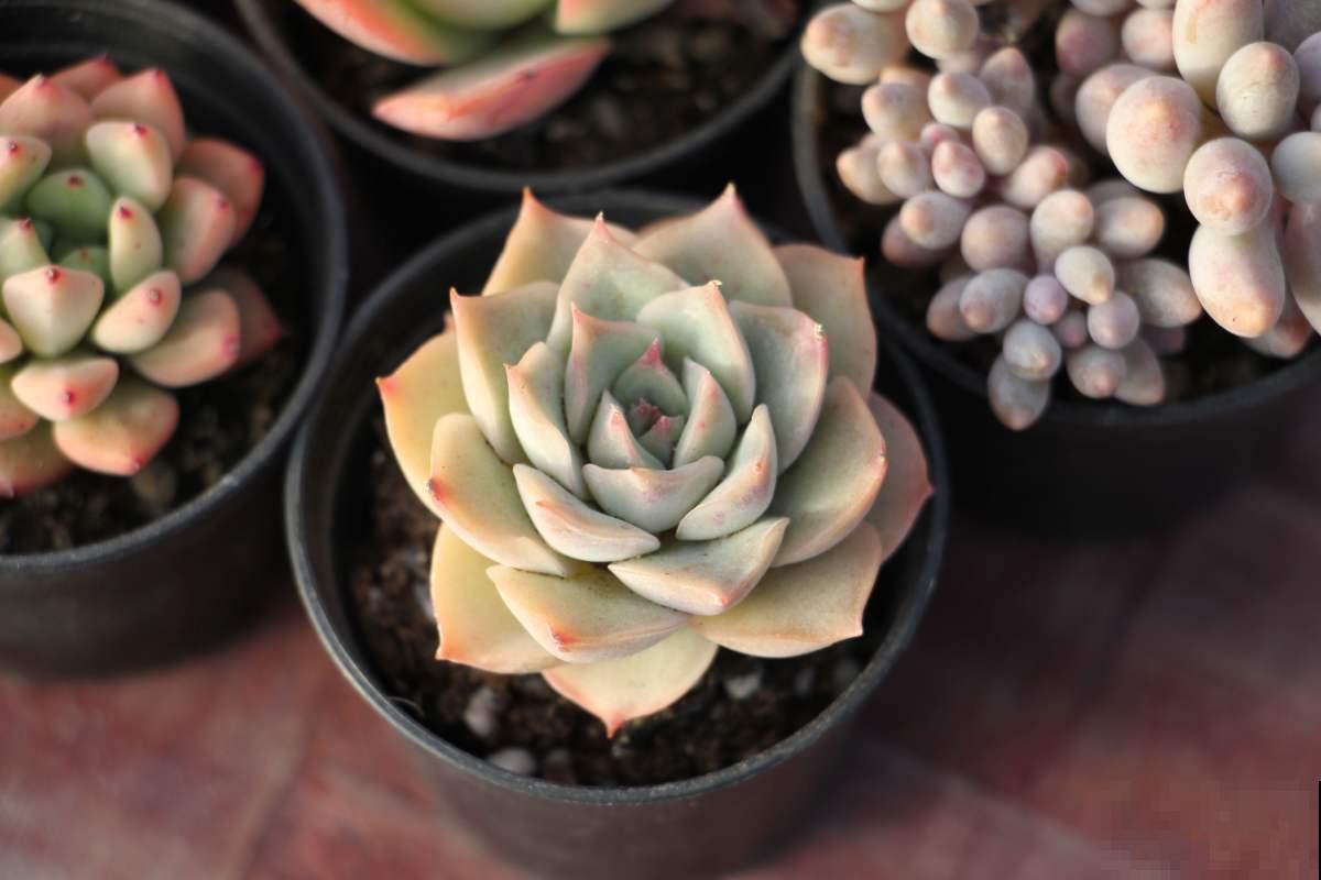 夏季养多肉，记住3个不要，轻松过夏