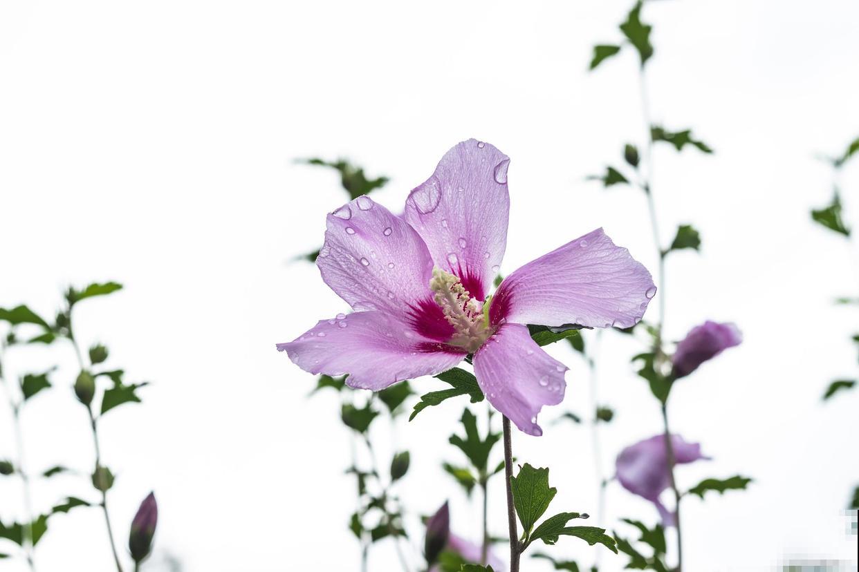 木槿花虽美，却也不娇嫩，坚韧是它的代名词