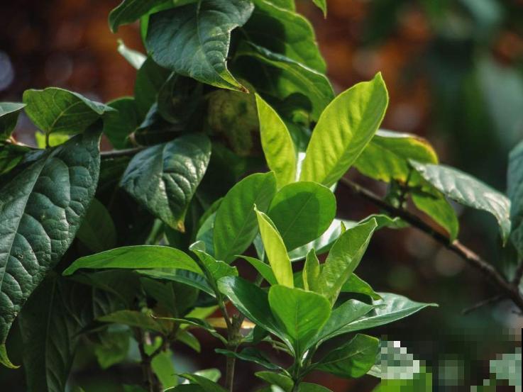 3种花明明开花很美，却不太受欢迎，到底是为啥？