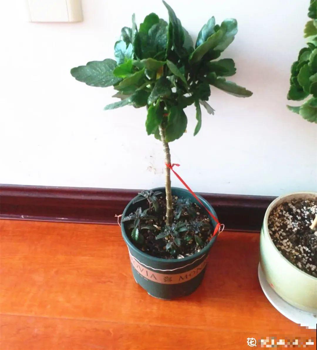 养了30年的玉树,扦插开出9色花,快来沾沾喜气 养了30年的玉树,扦插开出9色花,快来沾沾喜气