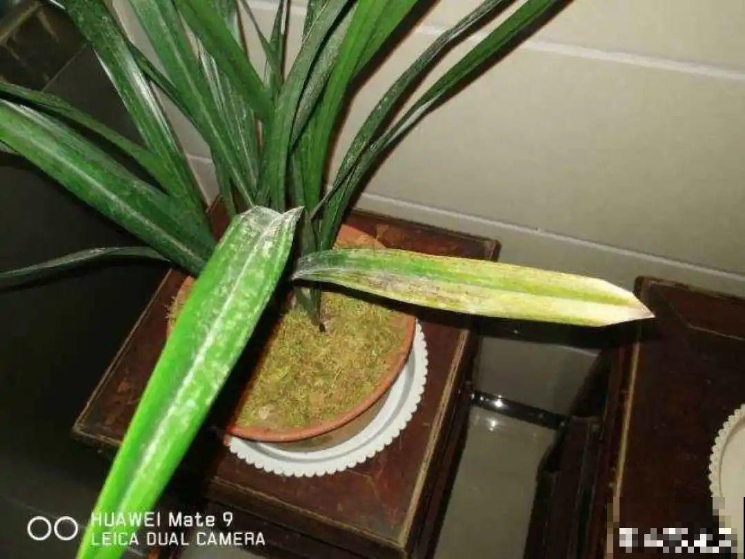 难养活的8种花，在家里养不好，扔门口反而呼呼开花