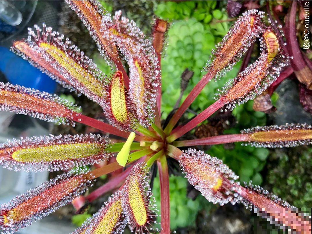 江西无蚊村,种满“驱蚊树”,一年四季没蚊子 江西无蚊村,种满“驱蚊树”,一年四季没蚊子