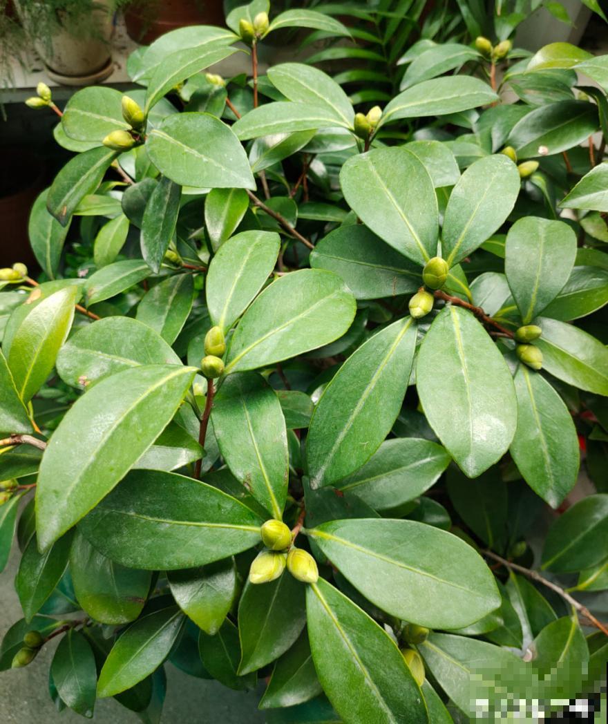 9个开花劳模，施肥不能停，不然越养越差劲