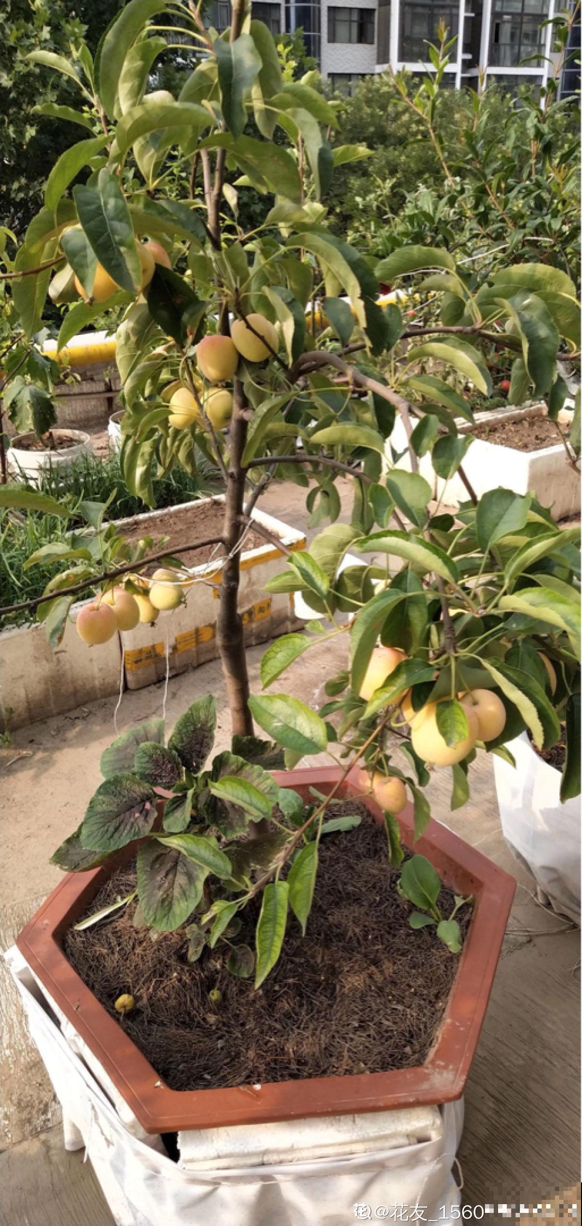 1棵苹果树，学会这6步，变成“高级”盆景