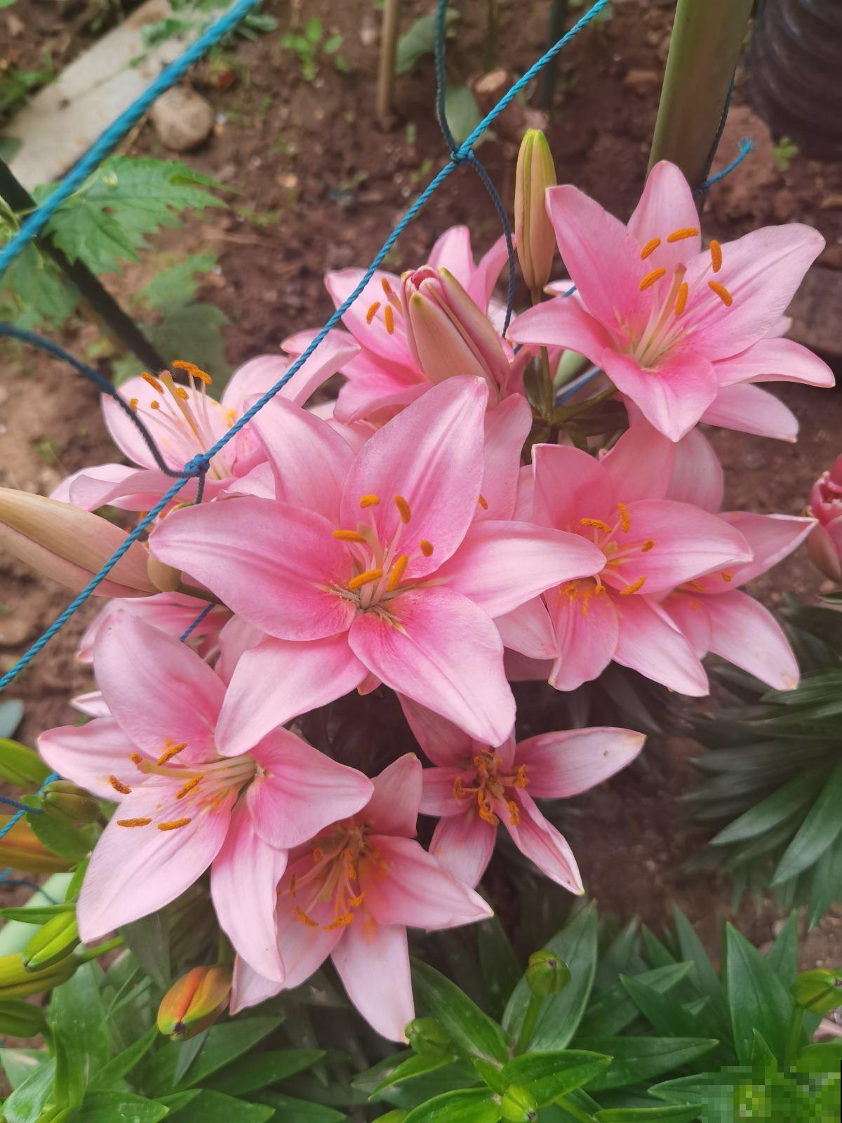 在家里养花一定要谨慎，尤其是这4种，汁液有毒养护要谨慎