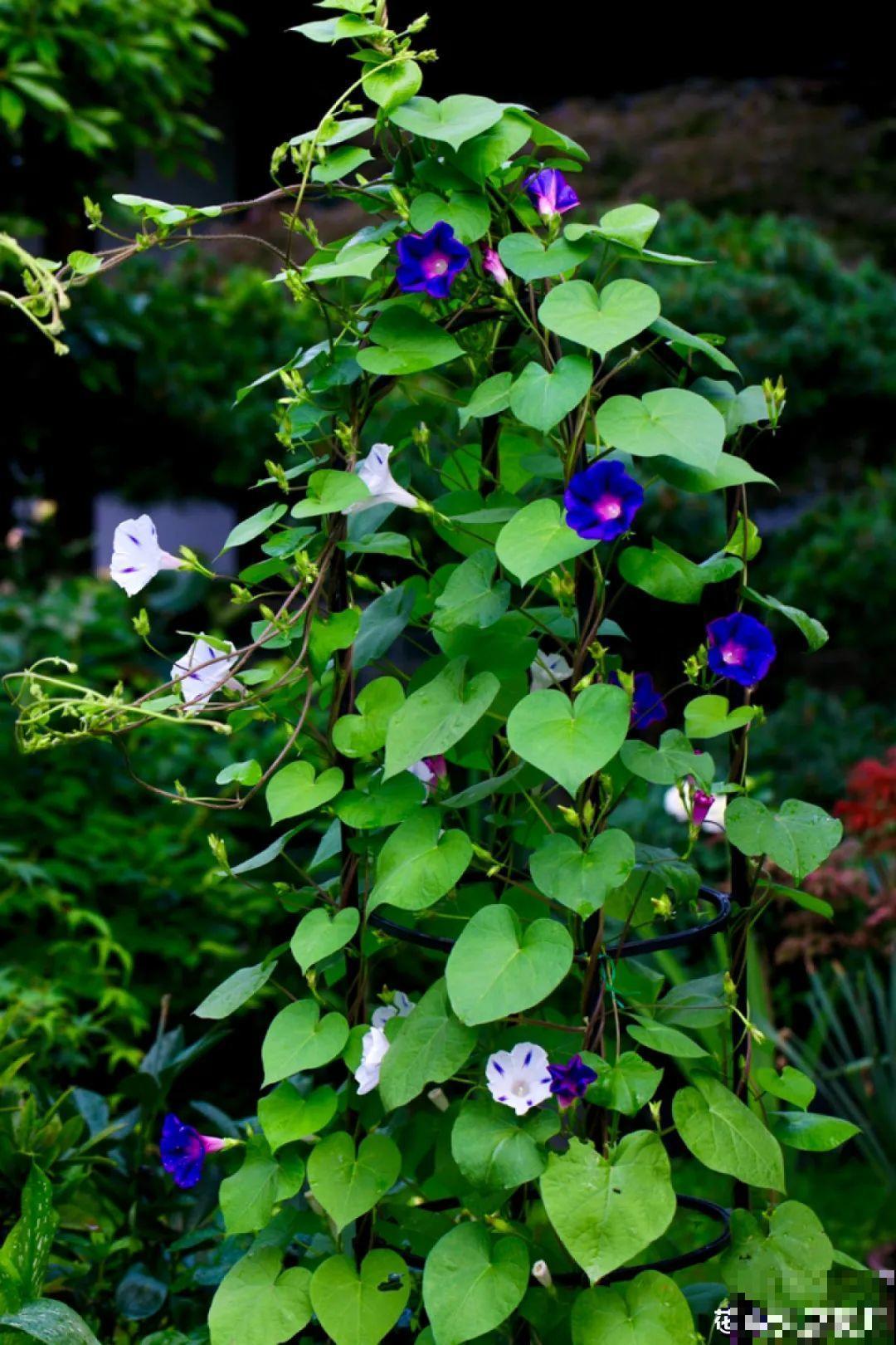 有个小院种种花，听风看雨，满眼花木