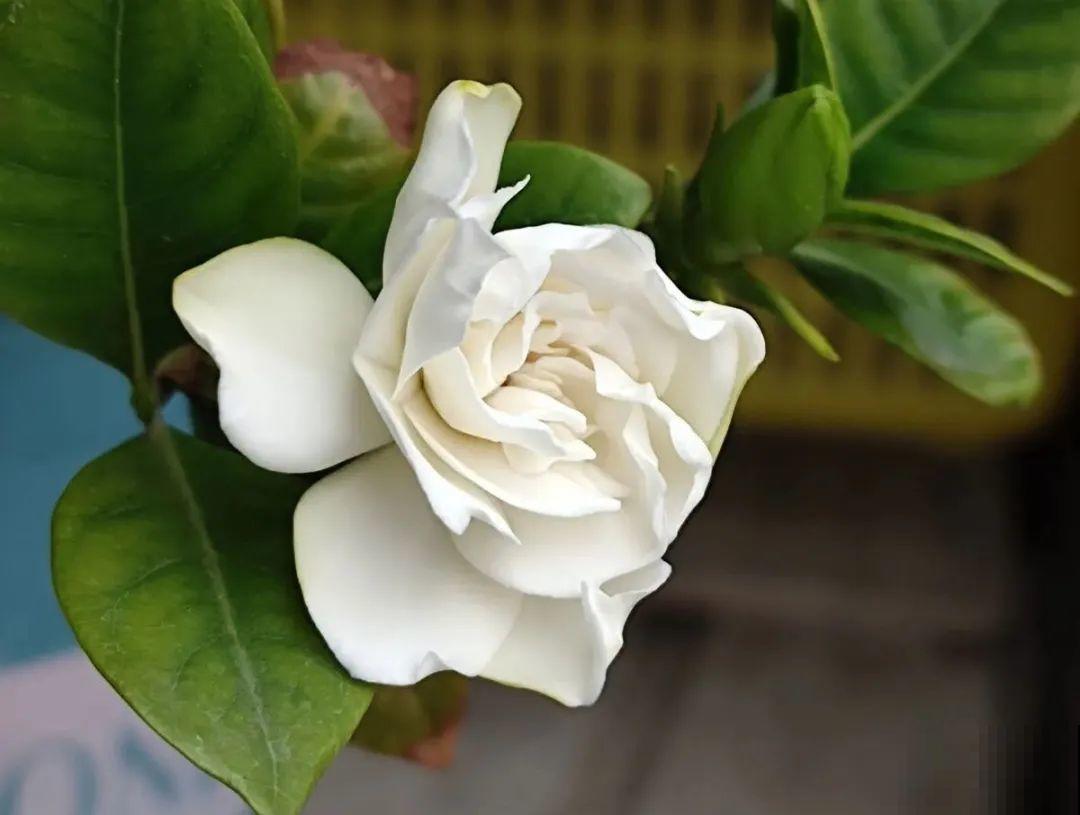 夏天养花，就怕乱浇水，千万不能积水