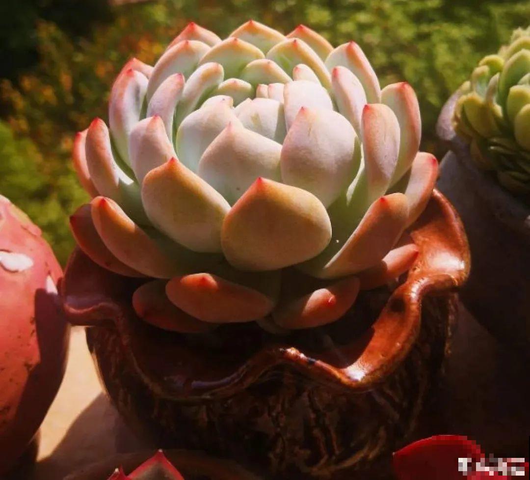 夏天养多肉，别人的绿徒摊，她的却美萌艳，太美了