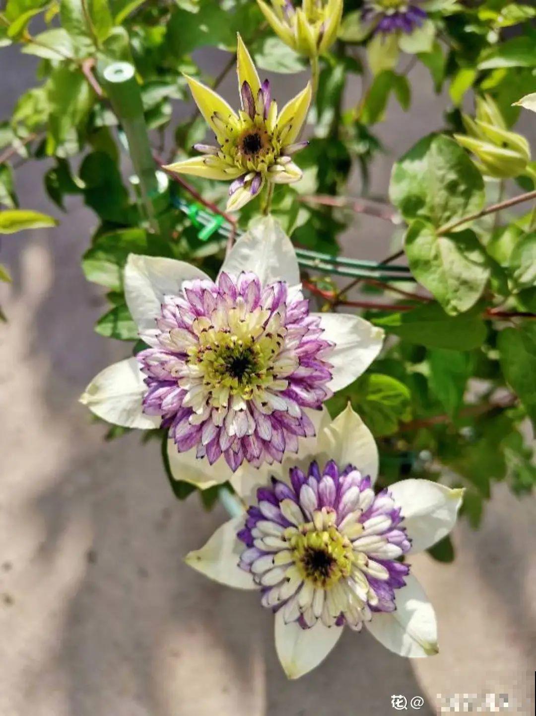 9种花,天热会“假死”,千万别丢了,秋天就苏醒 9种花,天热会“假死”,千万别丢了,秋天就苏醒