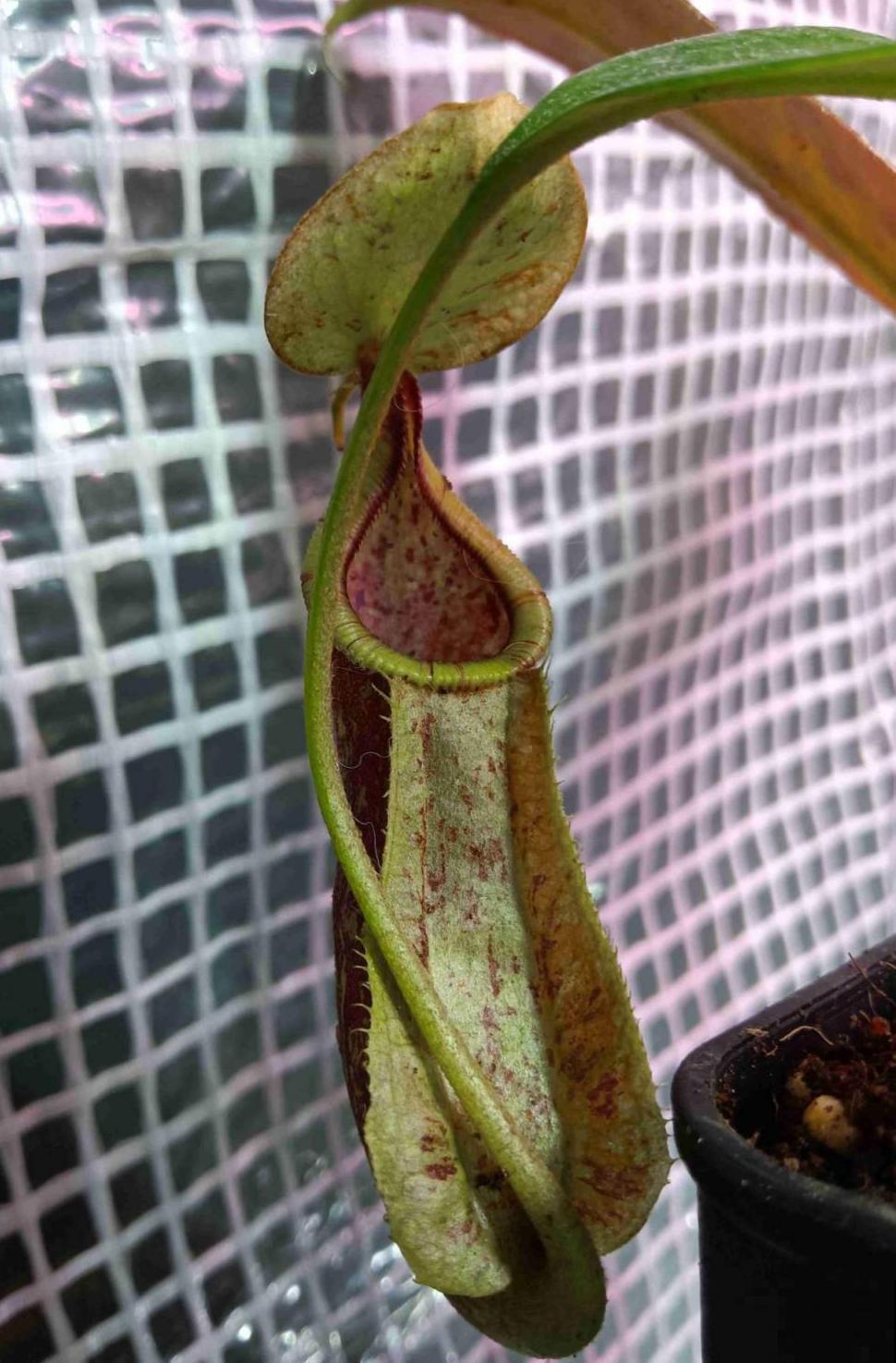 植物也有“肉食性”的，4种食虫植物，养在家里能“灭蚊”