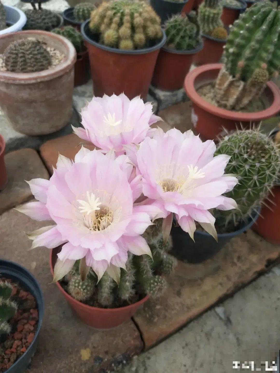 鲜艳多彩的彩草仙人球,开花特惊艳,像荷花一样美 鲜艳多彩的彩草仙人球,开花特惊艳,像荷花一样美