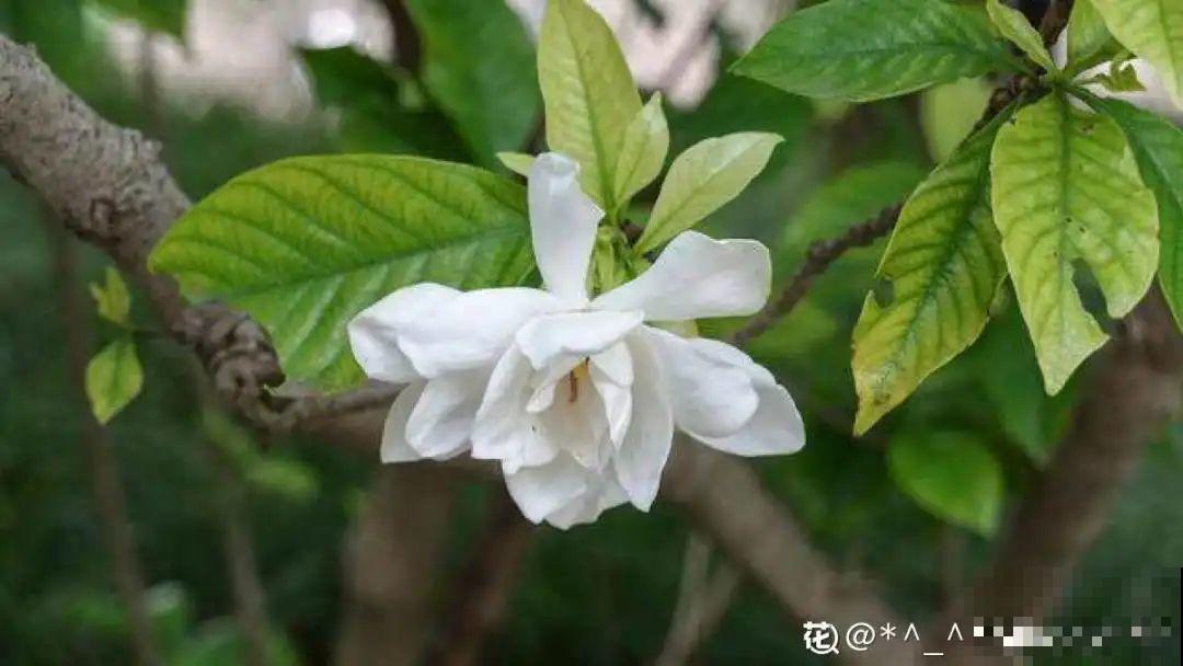 9种花，天热也要施肥，否则活不长，越养越差劲