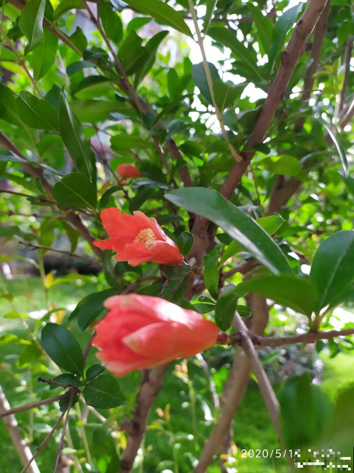 一棵石榴树，只需6步养护，就能边赏花边吃果