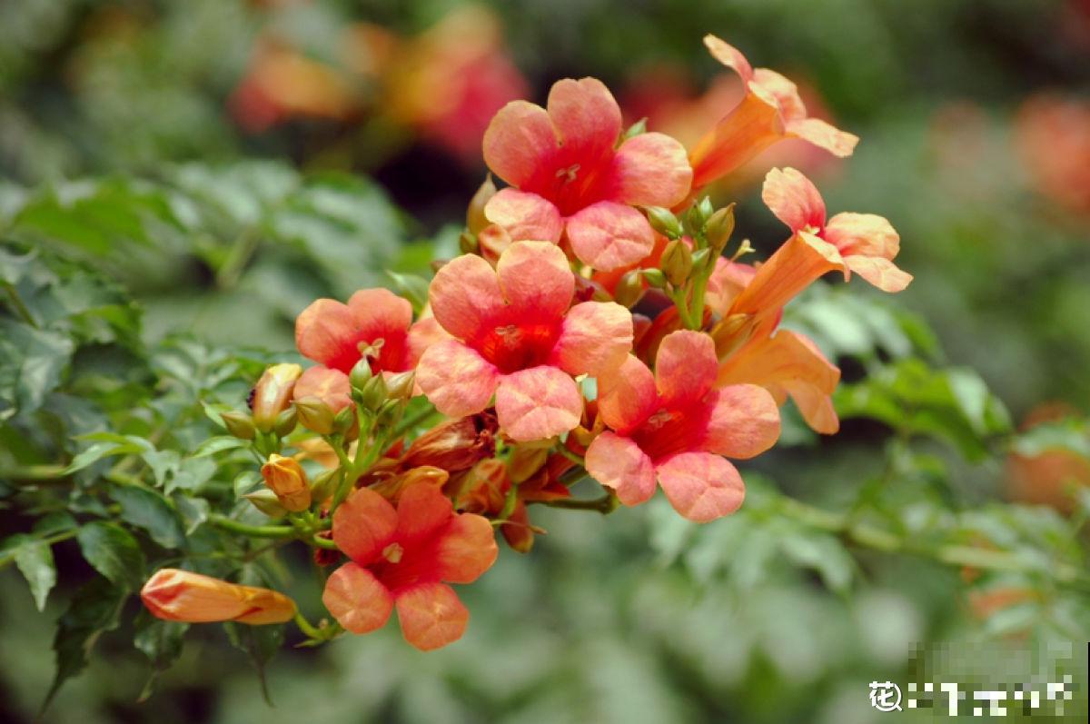 邻居种了一棵凌霄花，长势实在是喜人，一年至少剪2遍