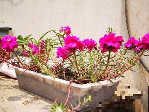 夏天在家养水培花，清清凉凉过夏天，养护超简单