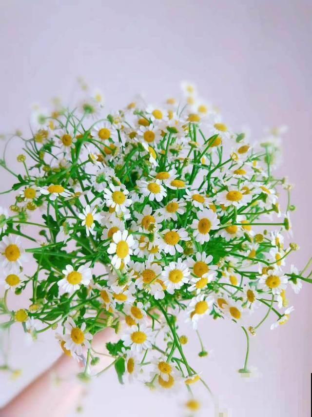 洋甘菊也能做花束？一捧洋甘菊，送给适合的TA