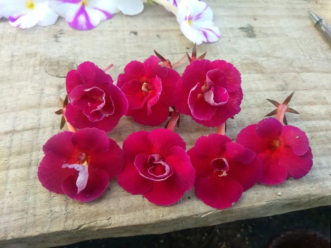 1种花特耐阴，开花像是小喇叭，花量巨大