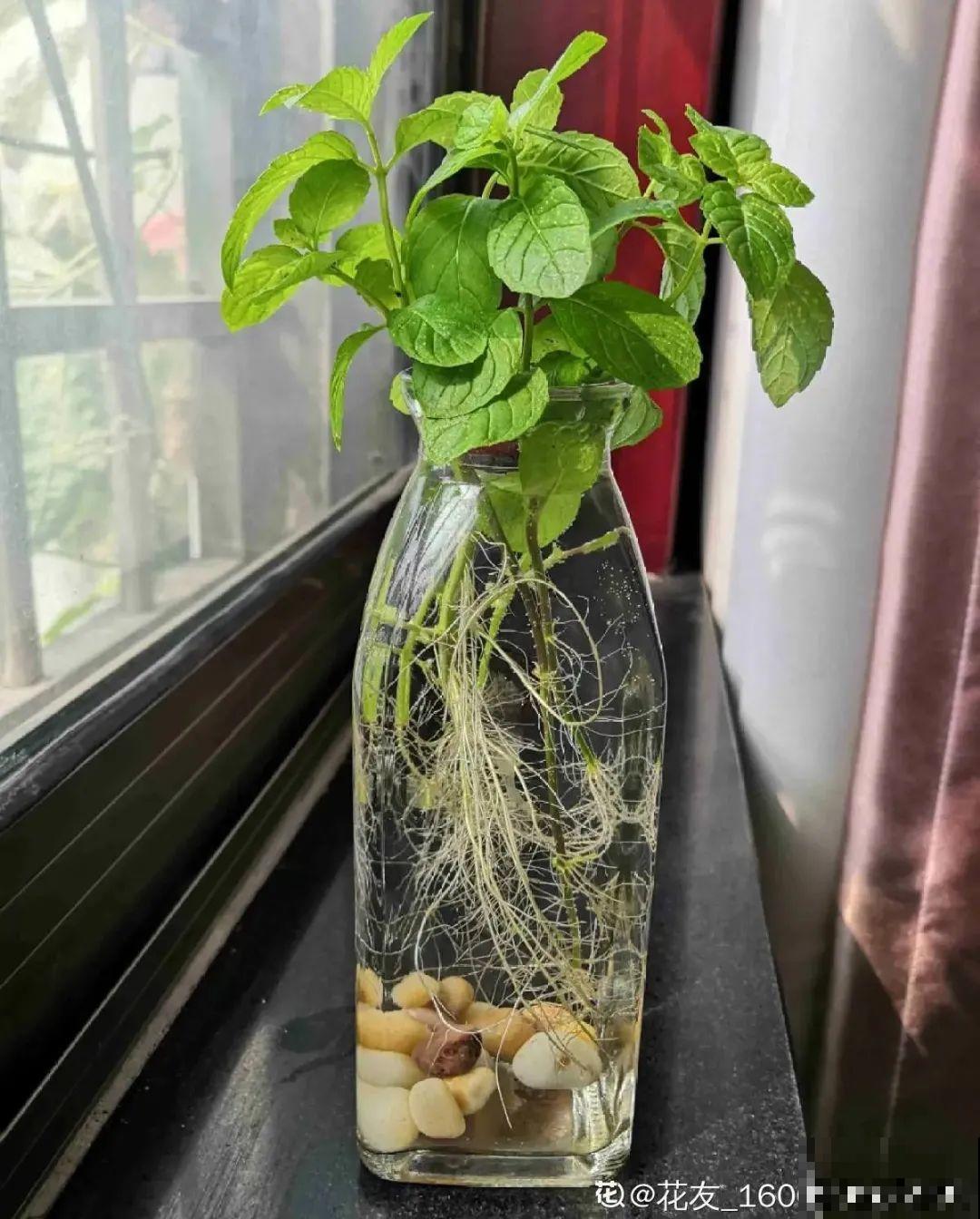 8种花，越热越扦插，大白根呼呼冒