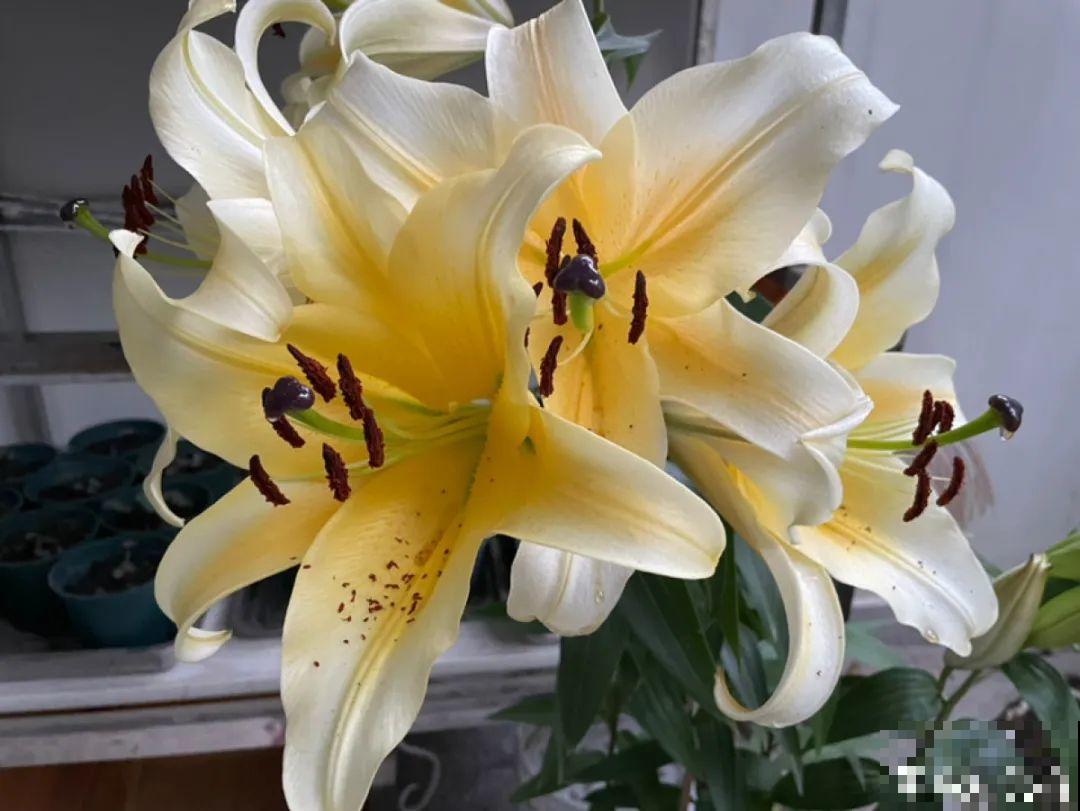 天热就别买这7种花，难养活，正休眠，养死了还浪费钱