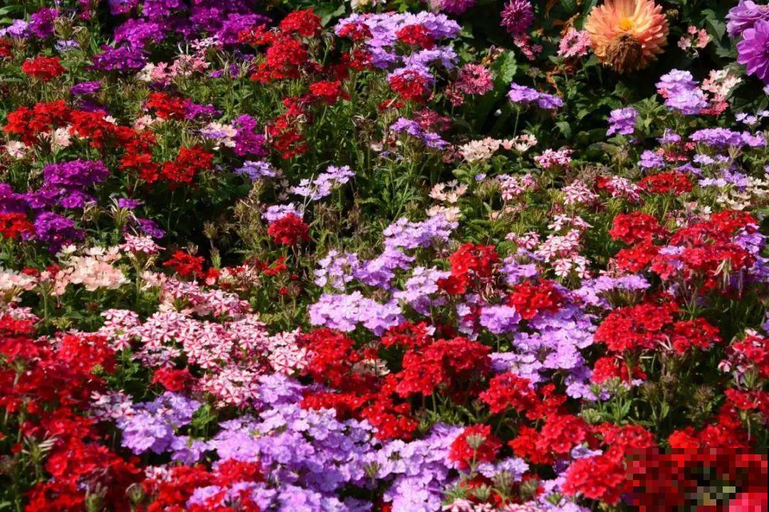 绿化带“壕”无人性，10万块的花堆一起，你认识几个？