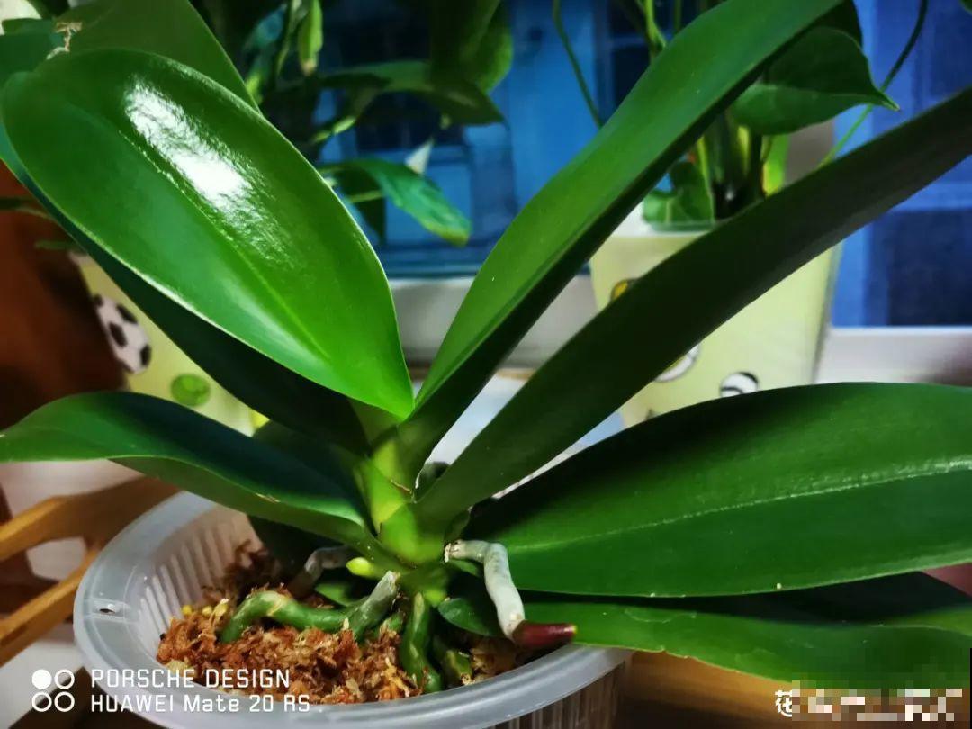 花杆子变黑，赶紧拔出来，立马换土