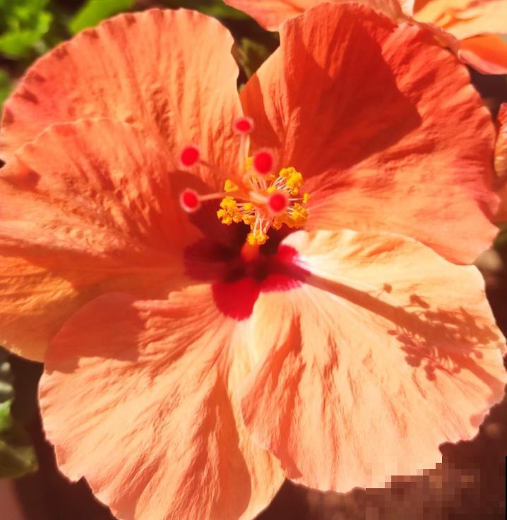 爱上养花之后,会被5种福气包围,花友:太幸福了! 爱上养花之后,会被5种福气包围,花友:太幸福了!